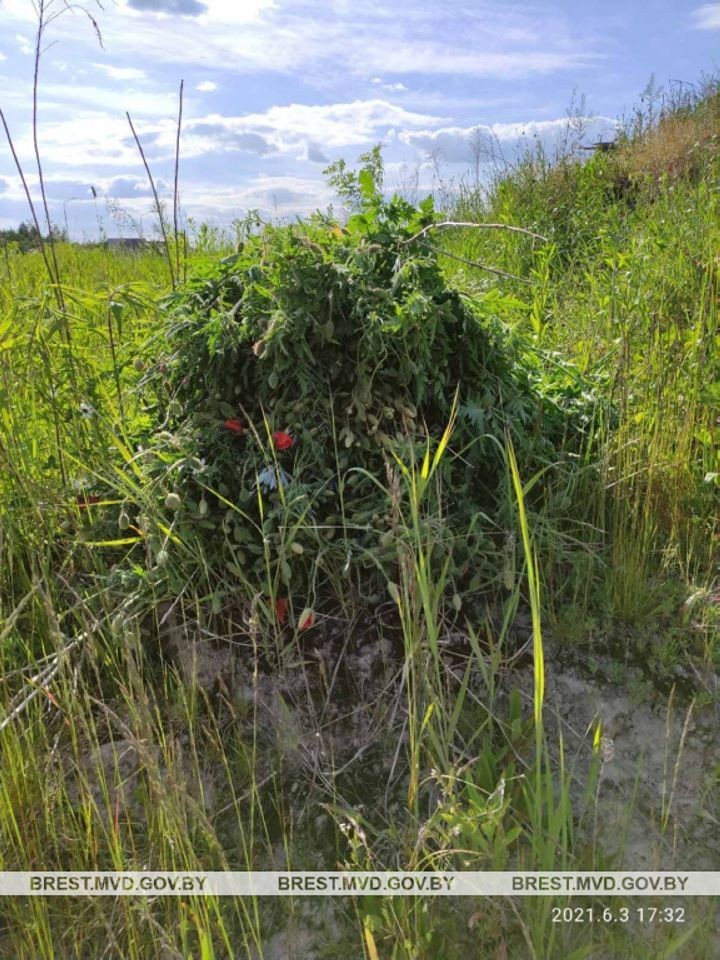 В Бресте сотрудники милиции обнаружили и уничтожили 18 кг мака