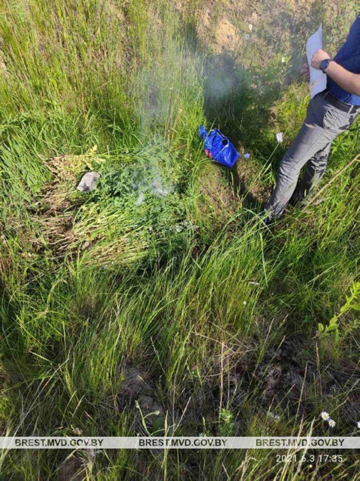 В Бресте сотрудники милиции обнаружили и уничтожили 18 кг мака