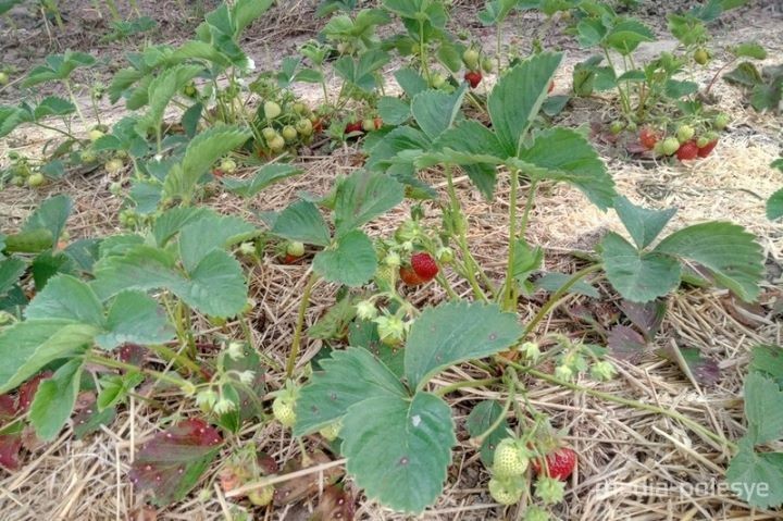 Рынок во Дворце