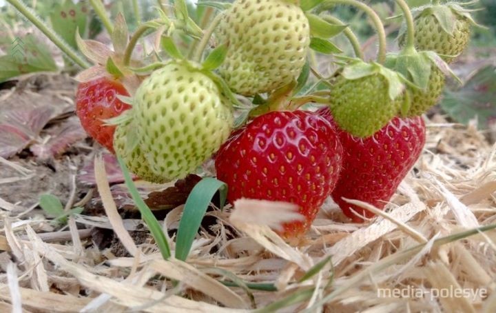 Рынок во Дворце