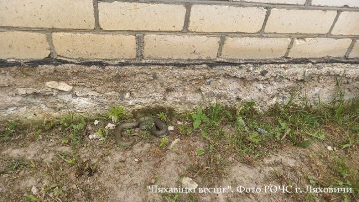 В Брестской области спасатели отловили змею во дворе деревенского дома