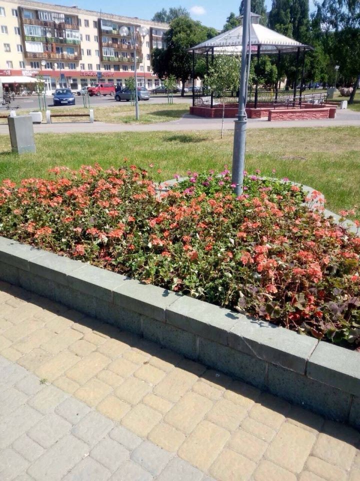 Садят цветы в Бресте