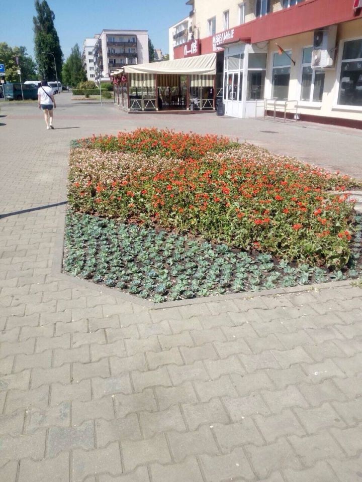 Садят цветы в Бресте