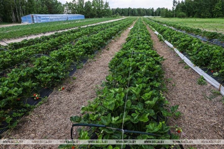 Клубничный сезон начался в Брестской области