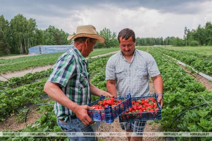 Клубничный сезон начался в Брестской области