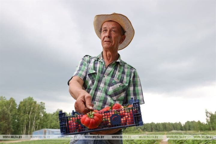 Клубничный сезон начался в Брестской области