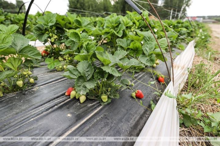 Клубничный сезон начался в Брестской области