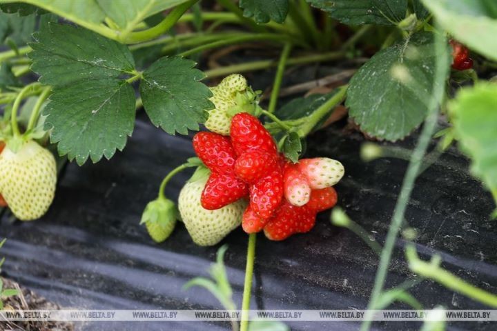 Клубничный сезон начался в Брестской области