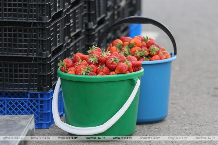 Клубничный сезон начался в Брестской области