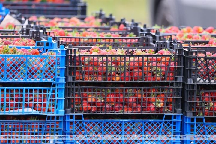 Клубничный сезон начался в Брестской области