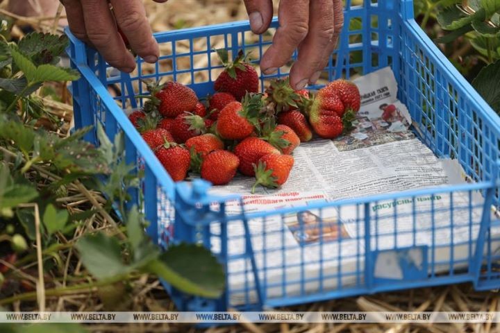 Клубничный сезон начался в Брестской области