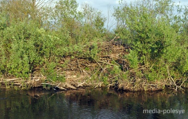 Группа путешественников из Бреста оценила красоту Полесья и его богатую на события историю