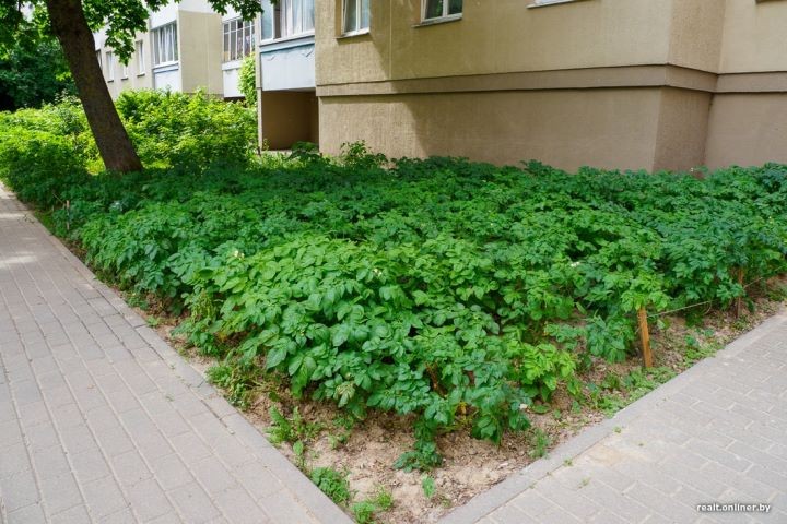 Во дворе столичной многоэтажки минчанка посадила картошку