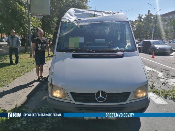 В Бресте на маршрутное такси упало дерево