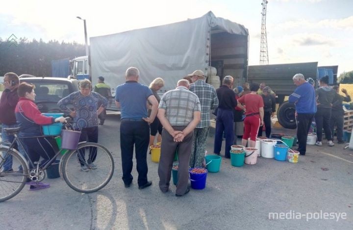 На оптовом рынке во Дворце появились бочки. Клубнику принимают по 30 копеек