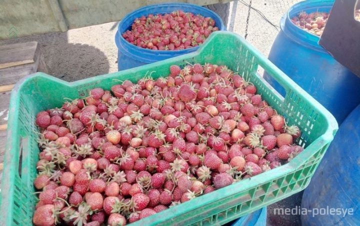 На оптовом рынке во Дворце появились бочки. Клубнику принимают по 30 копеек