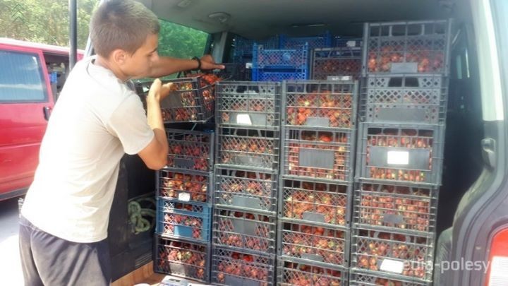 Цена на клубнику сейчас на грани двух рублей, а вообще непредсказуема