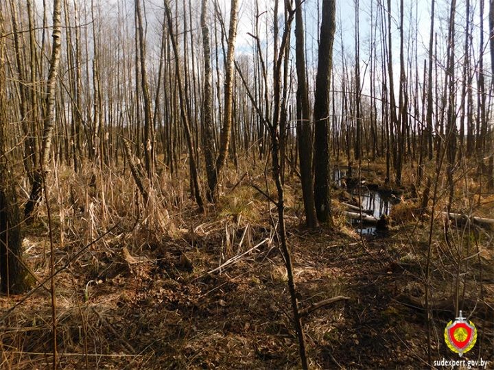 Эксперты установили по фрагменту скелета, который обнаружили в Пружанском районе