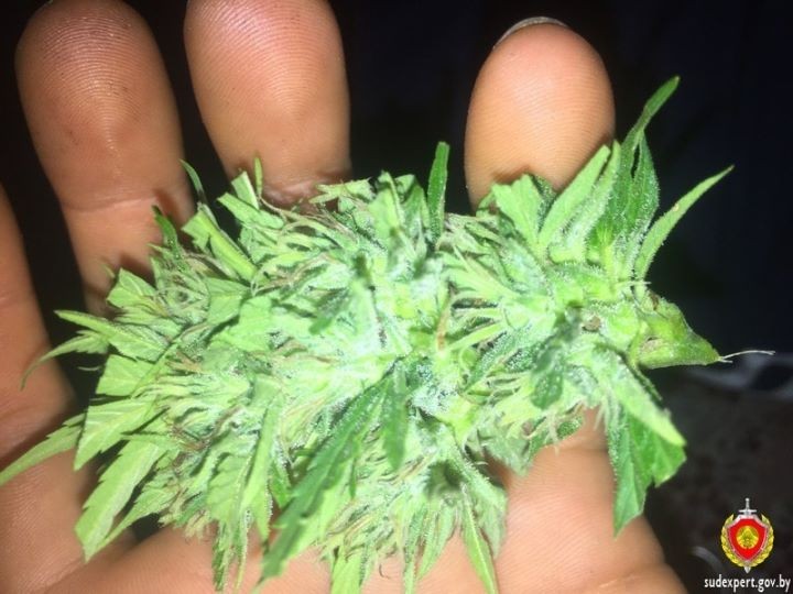 Эксперты определили отпечатки пальцев белоруса по его фотографиям на iPhone