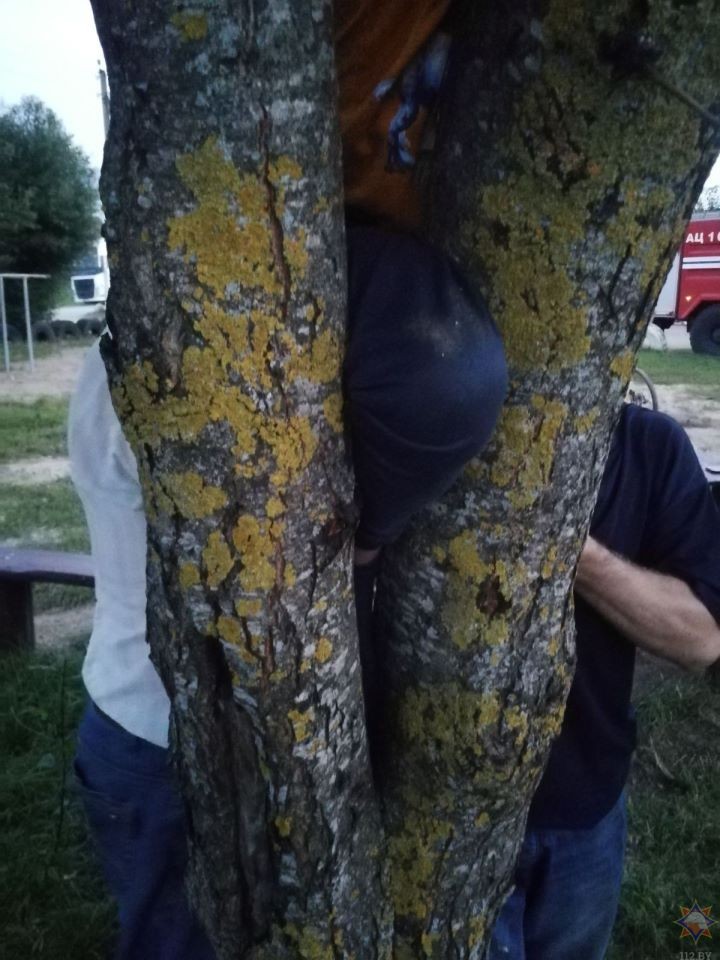 В Новогрудке мальчик застрял между двумя стволами дерева