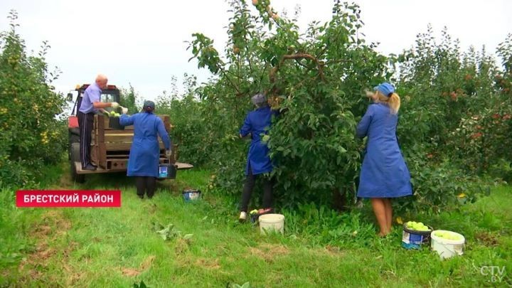Посмотрите, какой урожай яблок вырастили брестские садоводы