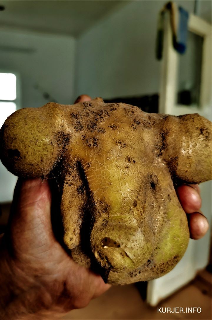 Под Слуцком женщина выкопала картошку, похожую на голову кабана