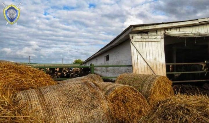 В Гродненской области бык напал на скотника. Через несколько дней мужчина умер