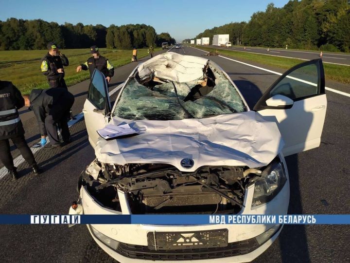 Недалеко от Бреста на М1 Skoda сбила лося – 51-летний водитель погиб