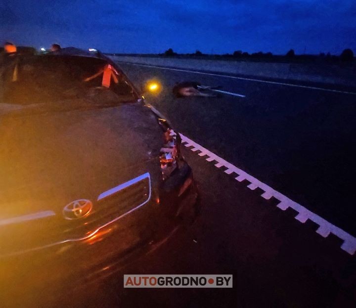 «Трасса М6, скорость 130 км/ч, в салоне жена с детьми, а перед капотом стоит лось...»