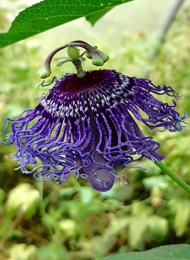 В Брестской области выращивают экзотические растения в теплице-термосе под землей