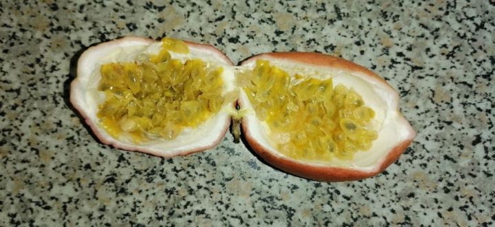 В Брестской области выращивают экзотические растения в теплице-термосе под землей