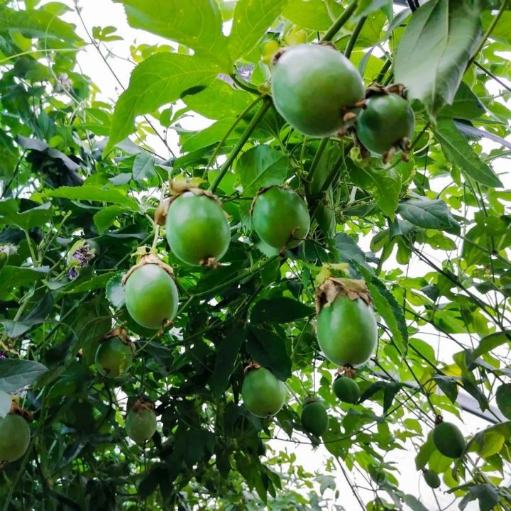 В Брестской области выращивают экзотические растения в теплице-термосе под землей