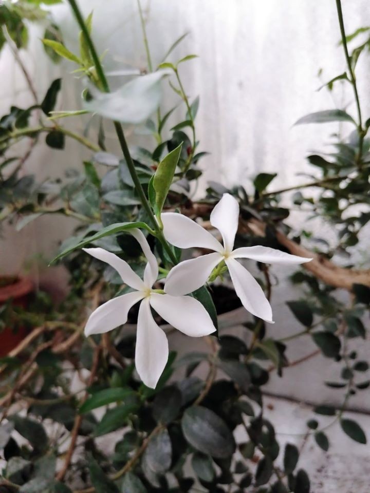 В Брестской области выращивают экзотические растения в теплице-термосе под землей