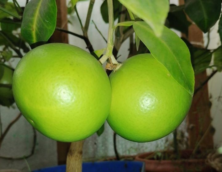 В Брестской области выращивают экзотические растения в теплице-термосе под землей