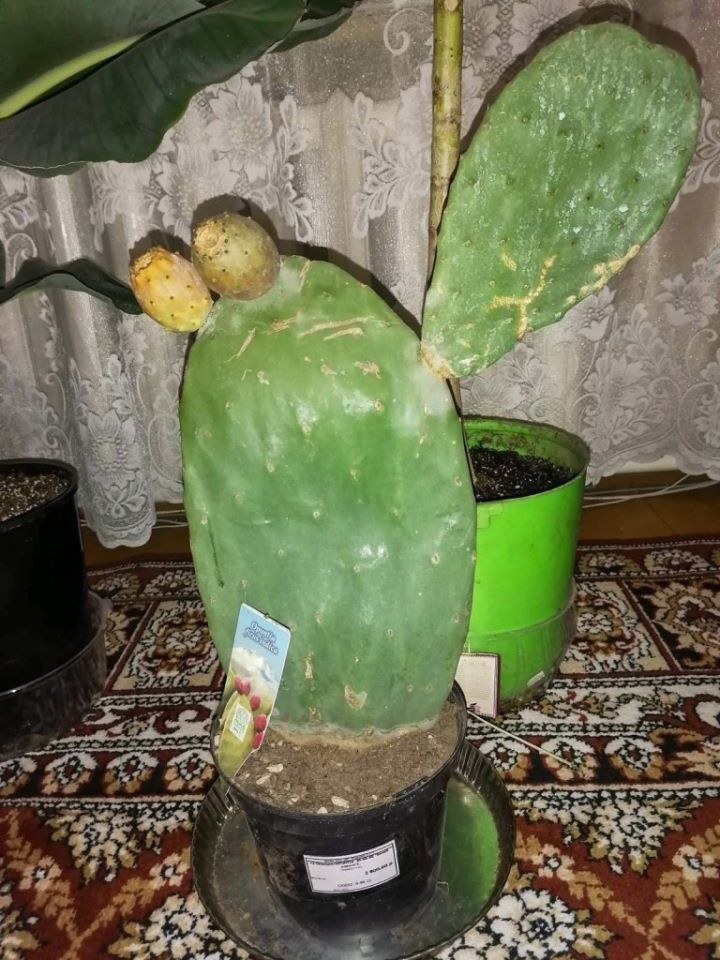 В Брестской области выращивают экзотические растения в теплице-термосе под землей