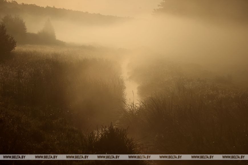 Осеннее утро в национальном парке «Беловежская пуща».