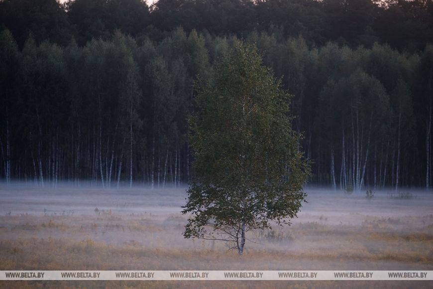 Осеннее утро в национальном парке «Беловежская пуща».