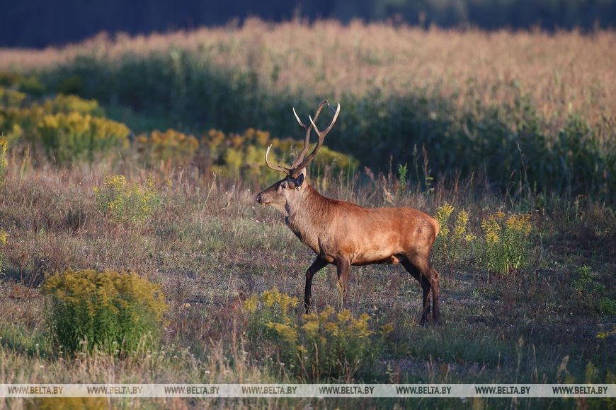 Осеннее утро в национальном парке «Беловежская пуща».