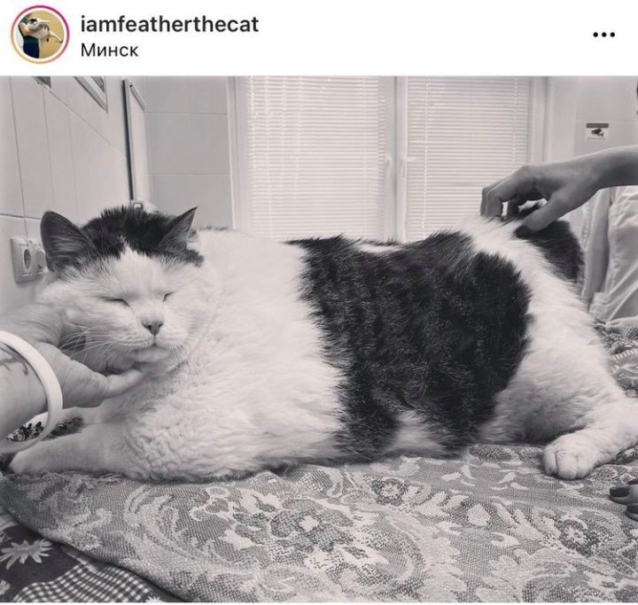 Самый толстый кот Беларуси по имени Перышко умер