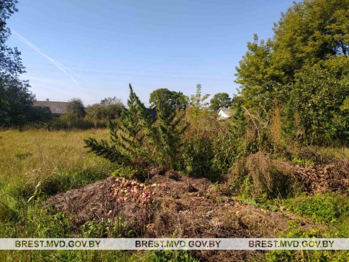 В Пружанском районе уничтожена конопля