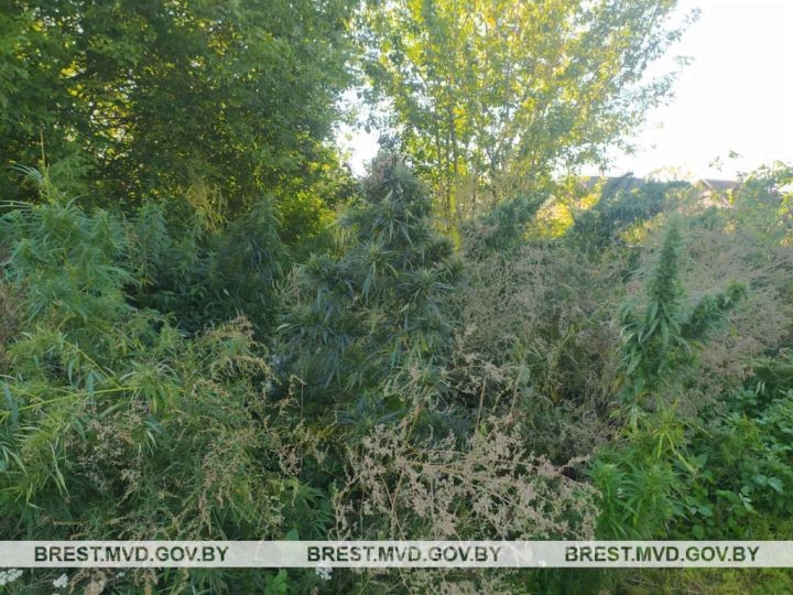 В Пружанском районе уничтожена конопля