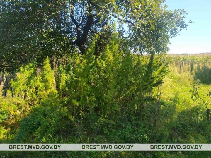 В Пружанском районе уничтожена конопля