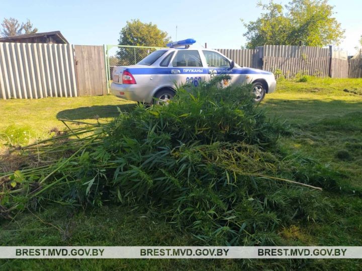 В Пружанском районе уничтожена конопля