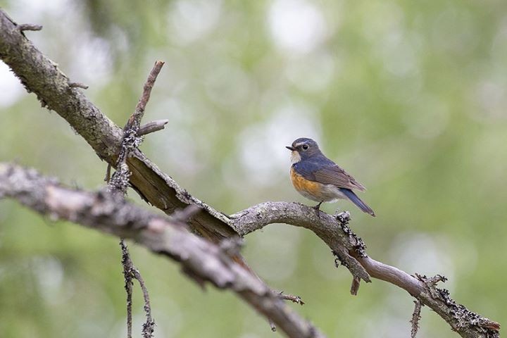 Обнаружена птица, которая никогда не попадалась в руки орнитологов Беларуси