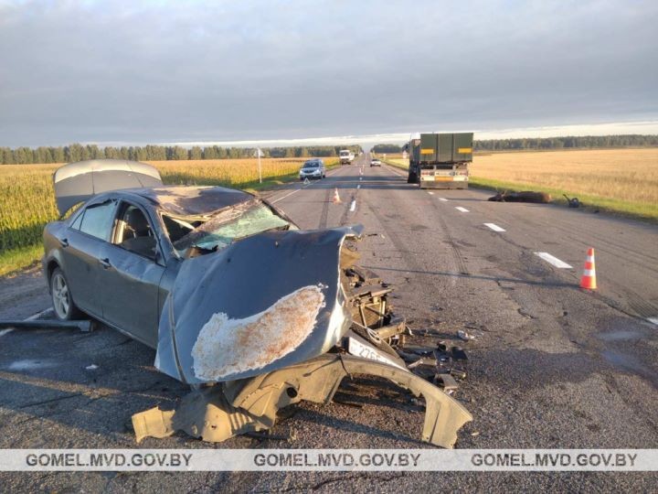 Выбежавший на дорогу лось спровоцировал серьезное ДТП в Гомельской области