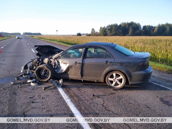 Выбежавший на дорогу лось спровоцировал серьезное ДТП в Гомельской области