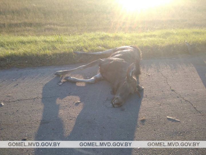 Выбежавший на дорогу лось спровоцировал серьезное ДТП в Гомельской области
