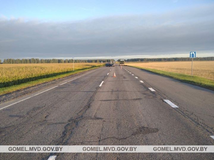 Выбежавший на дорогу лось спровоцировал серьезное ДТП в Гомельской области