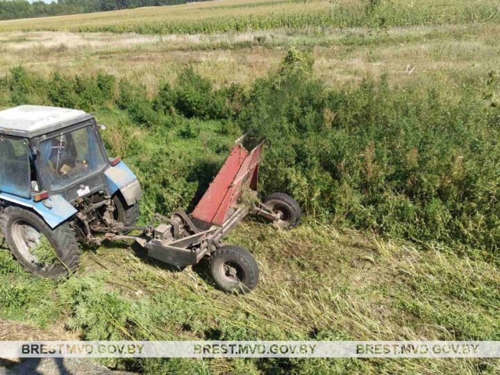 В Пинском районе уничтожили плантацию конопли. Общий вес наркозелья составил почти 900 кг