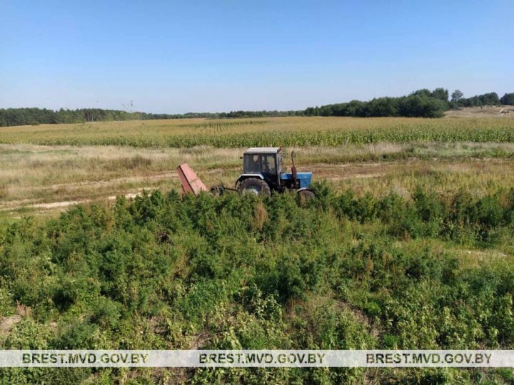В Пинском районе уничтожили плантацию конопли. Общий вес наркозелья составил почти 900 кг